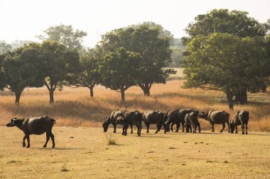 Otlakta otlayan bir bufalo.