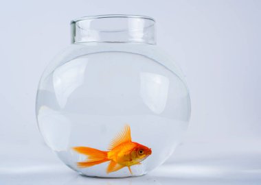 Yuvarlak bir akvaryumda balık..