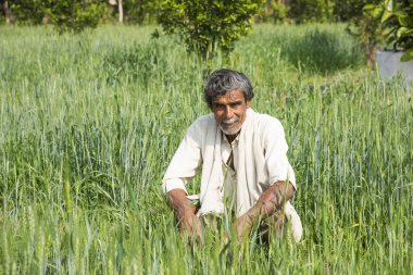 Hintli çiftçi tarlasında.