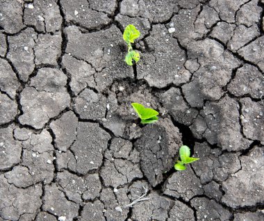 Kurumuş toprak deseni, ısı ve kuraklık etkileri. Küresel ısınma kavramı.,