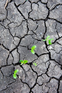 Kurumuş toprak deseni, ısı ve kuraklık etkileri. Küresel ısınma kavramı.,