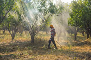 Çiftçi portakal ağacı tarlasına gübre sıkıyor.,