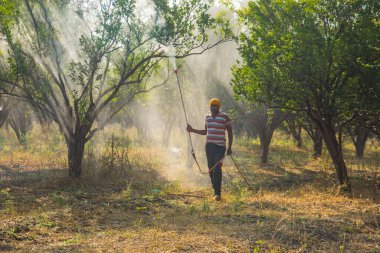Çiftçi portakal ağacı tarlasına gübre sıkıyor.,