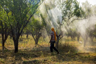 Çiftçi portakal ağacı tarlasına gübre sıkıyor.,