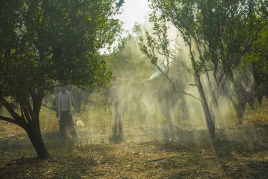 Çiftçi portakal ağacı tarlasına gübre sıkıyor.,