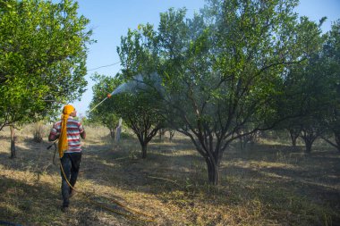 Turuncu tarladaki portakal ağacına gübre püskürten Hintli çiftçi.