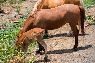 Tarlada buzağı olan bir at..
