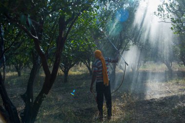 Turuncu tarladaki portakal ağacına gübre püskürten Hintli çiftçi.