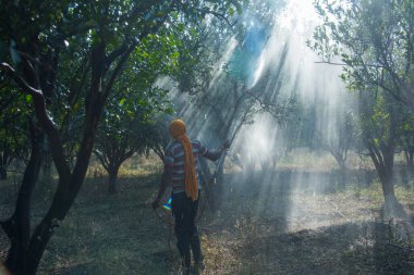Turuncu tarladaki portakal ağacına gübre püskürten Hintli çiftçi.