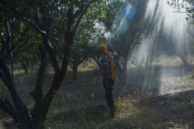 Turuncu tarladaki portakal ağacına gübre püskürten Hintli çiftçi.