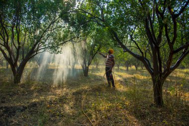 Turuncu tarladaki portakal ağacına gübre püskürten Hintli çiftçi.