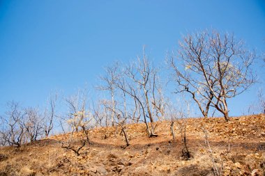 Hindistan 'daki dağ ormanlarının yaz manzarası.