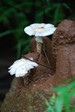 Doğal arka planda bir orman mantarı.