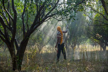 Turuncu tarladaki portakal ağacına gübre püskürten Hintli çiftçi.