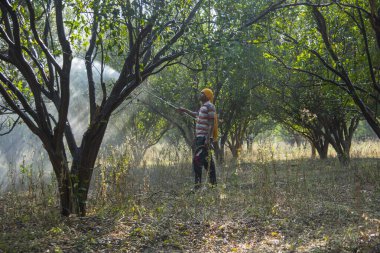 Çiftçi portakal ağacı tarlasına gübre sıkıyor.,