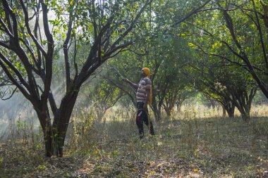 Çiftçi portakal ağacı tarlasına gübre sıkıyor.,