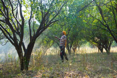 Çiftçi portakal ağacı tarlasına gübre sıkıyor.,