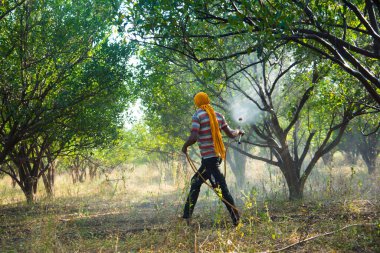 Çiftçi portakal ağacı tarlasına gübre sıkıyor.,