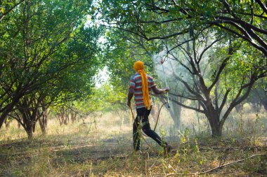 Çiftçi portakal ağacı tarlasına gübre sıkıyor.,