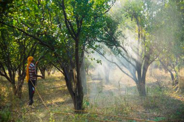 Çiftçi portakal ağacı tarlasına gübre sıkıyor.,