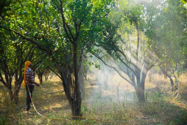 Çiftçi portakal ağacı tarlasına gübre sıkıyor.,
