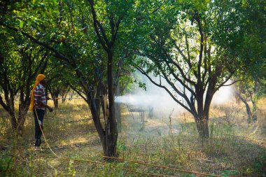 Çiftçi portakal ağacı tarlasına gübre sıkıyor.,
