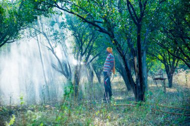 Çiftçi portakal ağacı tarlasına gübre sıkıyor.,
