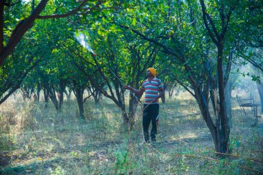 Çiftçi portakal ağacı tarlasına gübre sıkıyor.,