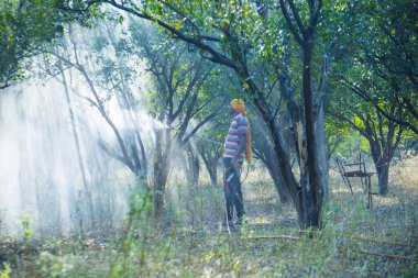 Çiftçi portakal ağacı tarlasına gübre sıkıyor.,