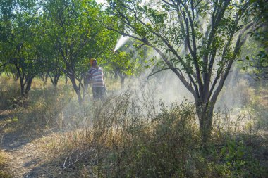 Turuncu tarladaki portakal ağacına gübre püskürten Hintli çiftçi.