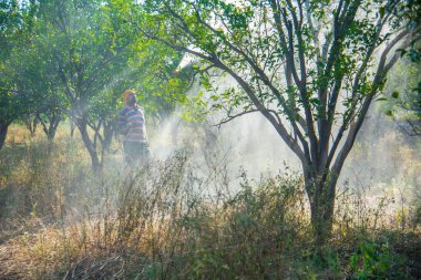 Turuncu tarladaki portakal ağacına gübre püskürten Hintli çiftçi.
