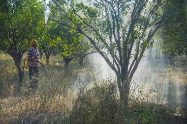 Turuncu tarladaki portakal ağacına gübre püskürten Hintli çiftçi.