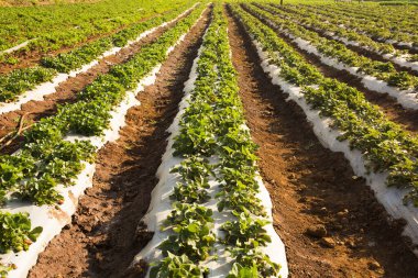 Organik çilek tarlası, Hindistan..