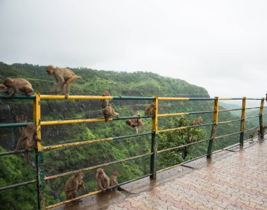 Tepedeki istasyona bakan korkuluktaki maymun..