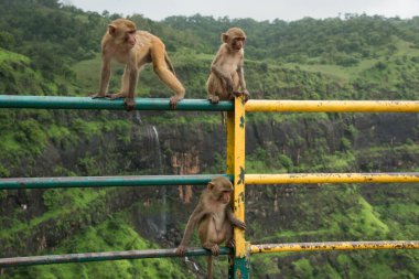 Tepedeki istasyona bakan korkuluktaki maymun..