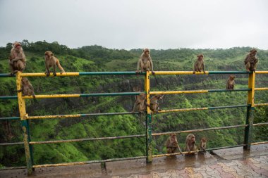 Tepedeki istasyona bakan korkuluktaki maymun..