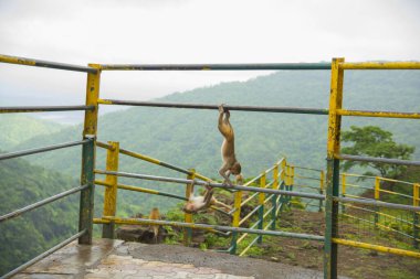 Tepedeki istasyona bakan korkuluktaki maymun..
