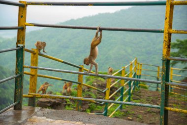 Tepedeki istasyona bakan korkuluktaki maymun..
