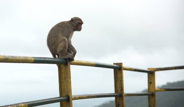 Tepedeki istasyona bakan korkuluktaki maymun..
