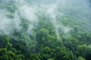 Sisin yukarıdan görünüşü ormanı, yukarıdan görünüşü kaplar.