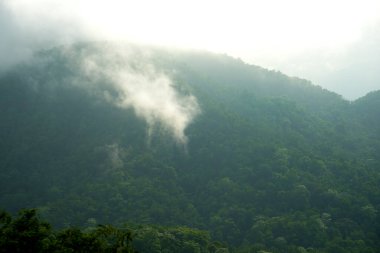 Sisin yukarıdan görünüşü ormanı, yukarıdan görünüşü kaplar.