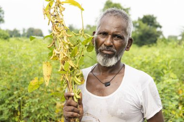 Hindistan 'daki soya tarlasında kıdemli çiftçi.