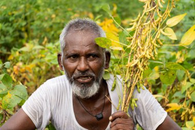Hindistan 'daki soya tarlasında kıdemli çiftçi.