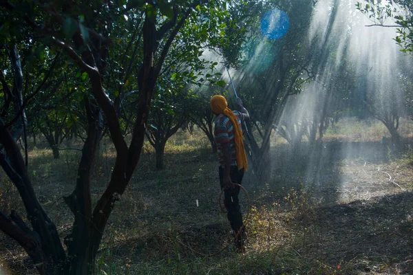 Turuncu tarladaki portakal ağacına gübre püskürten Hintli çiftçi.