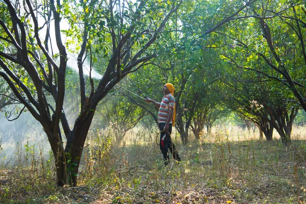 Çiftçi portakal ağacı tarlasına gübre sıkıyor.,