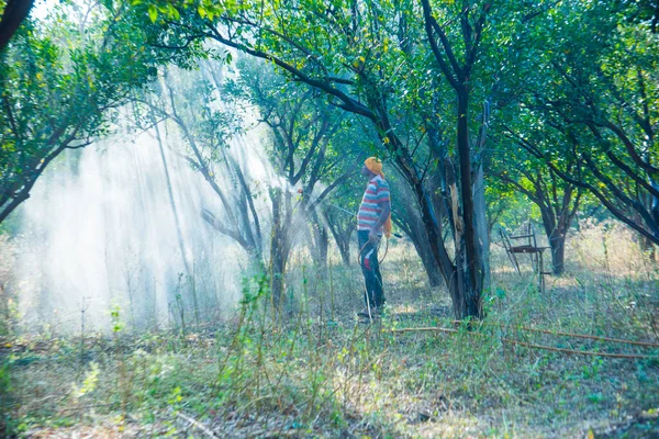 Çiftçi portakal ağacı tarlasına gübre sıkıyor.,