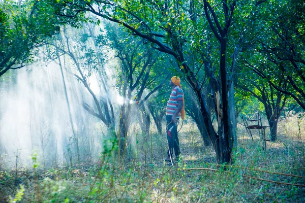Çiftçi portakal ağacı tarlasına gübre sıkıyor.,