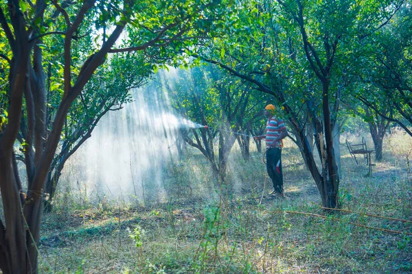 Çiftçi portakal ağacı tarlasına gübre sıkıyor.,