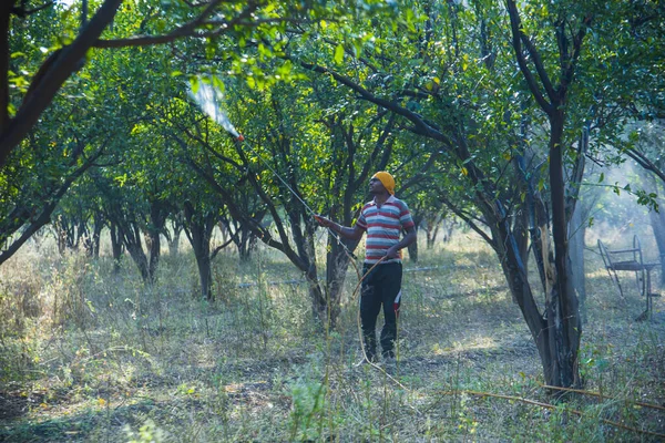 Çiftçi portakal ağacı tarlasına gübre sıkıyor.,