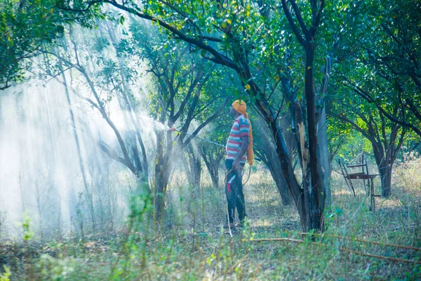 Çiftçi portakal ağacı tarlasına gübre sıkıyor.,